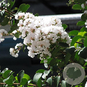 Lagerstroemia 'Sara's Favorite' 200-250 cm cont. 70L meerstammig