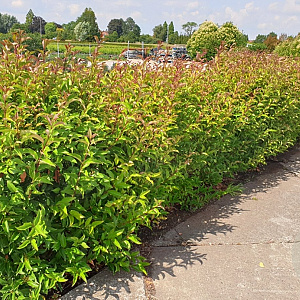 Ligustrum lucidum 'Green Screen' 30-40 cm 5,0L