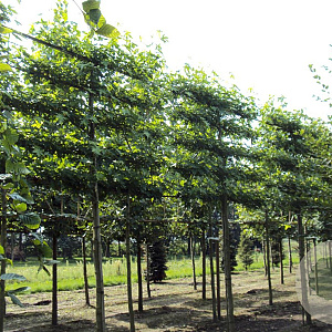 Liquidambar s. 'Worplesdon' 20-25 HO Cocoskluit leivorm 210 cm stam 5 etages