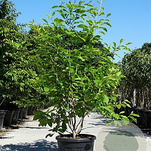 Magnolia soulangeana 200-250 cm cont. 70L meerstammig