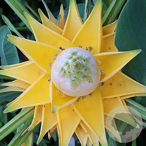 Musella 'Lasiocarpa' 50-60 cm 7,5L