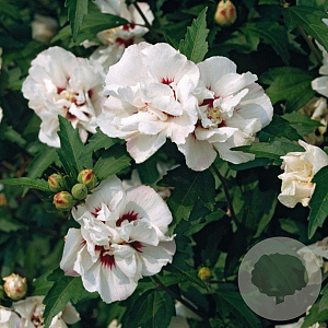 Hibiscus syr. 'Speciosus' 100-125 cm 20L