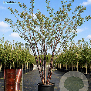 Prunus serrula 200-250 cm cont. 70L meerstammig