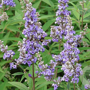 Vitex Summertime Blues 25-30 cm 2,0L