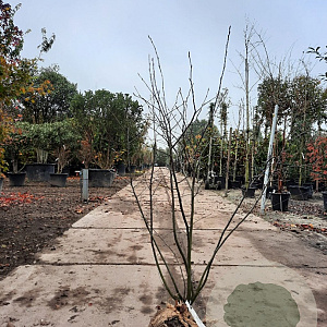 Amelanchier lamarckii 125-150 cm met kluit