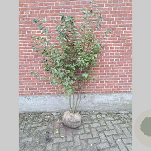 Amelanchier lamarckii 125-150 cm met kluit