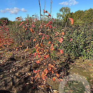 Amelanchier lamarckii 125-150 cm met kluit