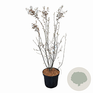 Amelanchier lamarckii 80-100 cm met kluit
