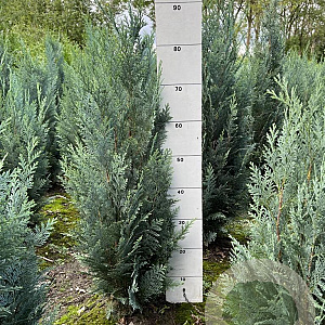 Chamaecyparis l. 'Columnaris' 60-80 cm met kluit