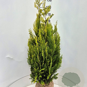 Chamaecyparis l. 'Ivonne' 125-150 cm met kluit