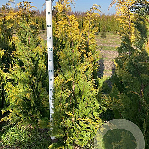 Chamaecyparis l. 'Stardust' 125-150 cm met kluit
