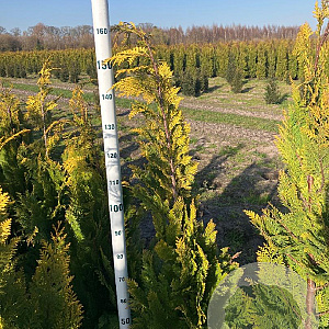 Chamaecyparis l. 'Stardust' 150-175 cm met kluit