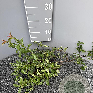 Chaenomeles sup. 'Orange Trail' 40-50 cm 2,0L