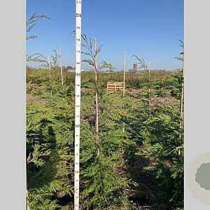 Cupressocyparis leylandii 150-175 cm met kluit