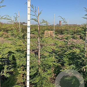 Cupressocyparis leylandii 150-175 cm met kluit