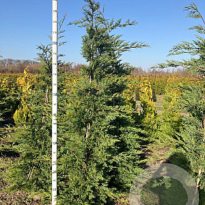 Cupressocyparis leylandii 225-250 cm met kluit