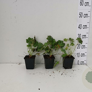 Geranium cant. 'Biokovo' GM P9