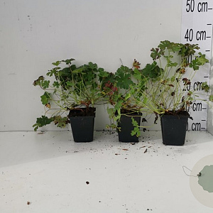 Geranium sang. 'Max Frei' GM P9