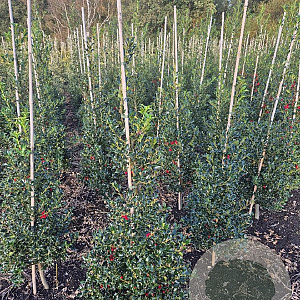 Ilex aq. 'Alaska' 100-125 cm met kluit
