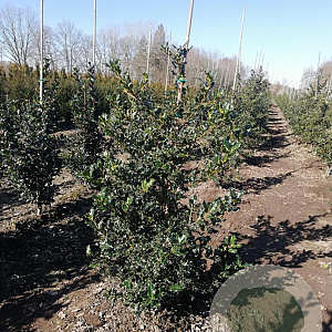 Ilex aquifolium 80-100 cm met kluit