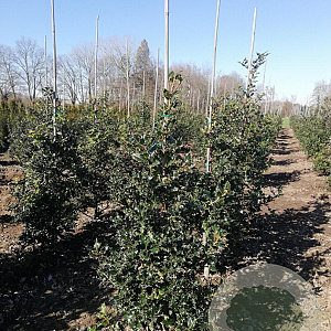 Ilex aquifolium 80-100 cm met kluit