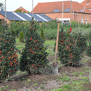 Ilex meserv. 'Blue Angel' 80-100 cm met kluit