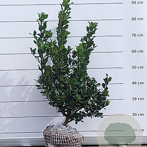 Ilex meserv. 'Blue Prince' 60-80 cm met kluit