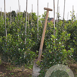 Ilex meserv. 'Blue Prince' 60-80 cm met kluit