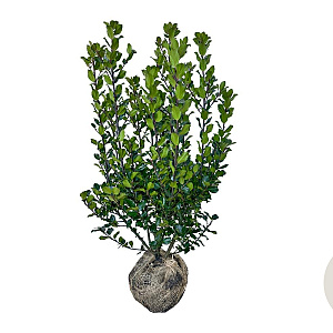 Ilex meserv. 'Blue Prince' 80-100 cm met kluit