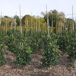 Ilex meserv. 'Blue Prince' 80-100 cm met kluit