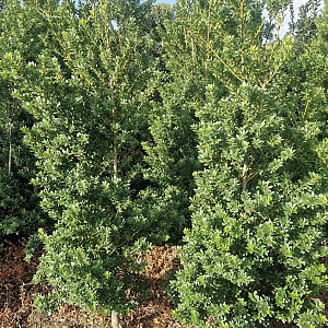 Ilex maximowicziana kanehirae 100-125 cm met kluit
