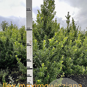 Ilex maximowicziana kanehirae 125-150 cm met kluit
