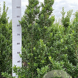 Ilex maximowicziana kanehirae 125-150 cm met kluit