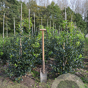 Ilex 'Nellie R. Stevens' 100-125 cm met kluit