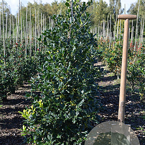 Ilex 'Nellie R. Stevens' 100-125 cm met kluit