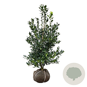 Ilex 'Nellie R. Stevens' 125-150 cm met kluit
