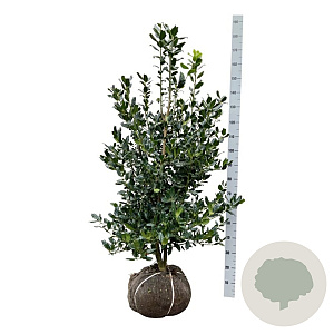 Ilex 'Nellie R. Stevens' 125-150 cm met kluit