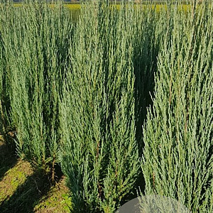 Juniperus s. 'Blue Arrow' 80-100 cm met kluit