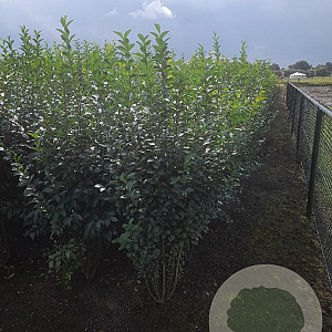 Ligustrum ovalifolium 125-150 cm met kluit