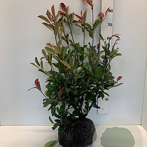 Photinia fraseri 'Red Robin' 60-80 cm met kluit
