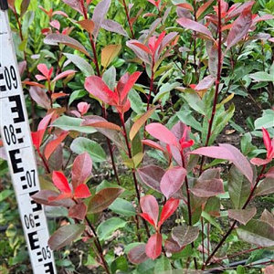 Photinia fraseri 'Red Robin' 80-100 cm met kluit