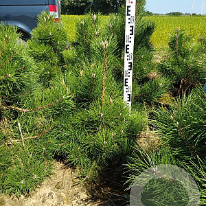 Pinus nigra nigra 60-80 cm met kluit