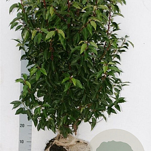 Prunus l. 'Angustifolia' 80-100 cm met kluit struik