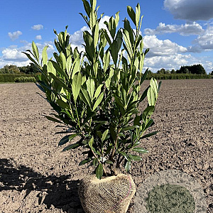 Prunus l. 'Caucasica' 100-125 cm met kluit