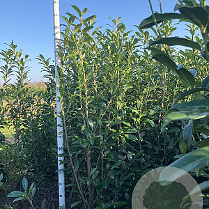 Prunus l. 'Caucasica' 200-225 cm met kluit