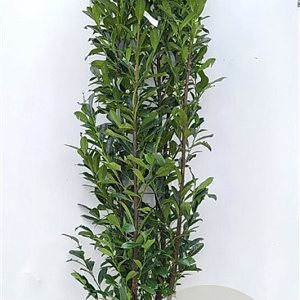 Prunus l. Elly 200-225 cm met kluit