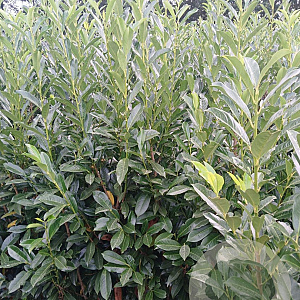 Prunus l. Elly 200-225 cm met kluit