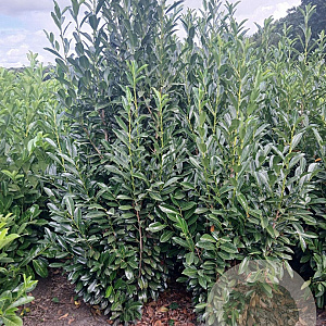 Prunus l. Elly 200-225 cm met kluit
