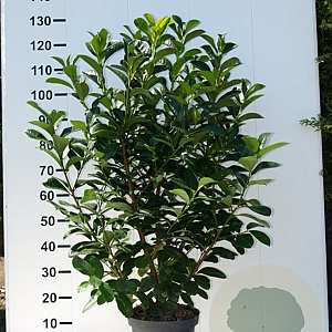 Prunus l. Etna 100-125 cm met kluit