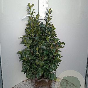 Prunus l. Etna 100-125 cm met kluit
